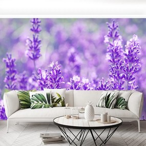 Fototapet Lavandă Purple