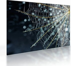 Tablou pe sticlă - Floare cu pânză de pâianjen (70x50 cm)