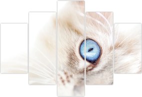Tablou - Pisicuță (150x105 cm)