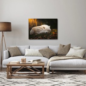 Tablou - Lupul care se odihnește (70x50 cm)