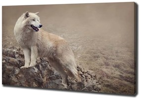 Tablou canvas Lup alb pe stâncă