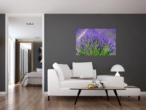 Tablou - lavanda (90x60 cm)
