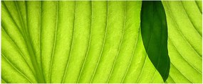 Tablou - Detaliu de frunză verde (120x50 cm)