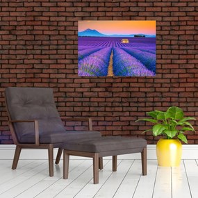 Tablou - Câmp de levănțica (70x50 cm)