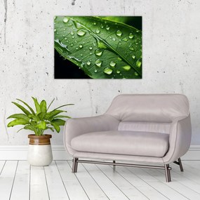 Tablou - Frunză după ploaie (70x50 cm)