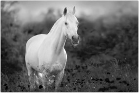 Tablou - Cal alb în poină (90x60 cm)