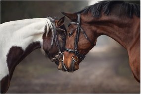 Tablou - Cai îndrăgostiți (90x60 cm)