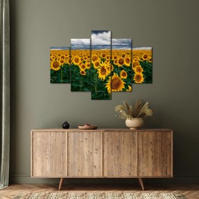 Tablou câmpului de floarea soarelui (150x105 cm)