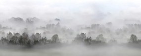 Fototapet, Morning Fog, Rebel Walls