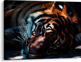 Tablou cu tigrul dormind (70x50 cm)