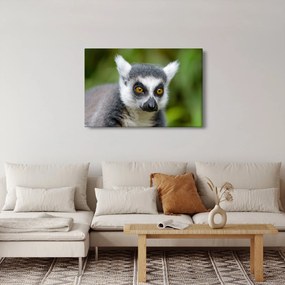 Tablou cu lemur (90x60 cm)