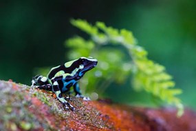 Fotografie Green and black poison dart Frog,, pchoui