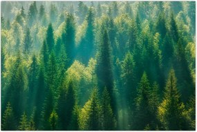 Tablou - Pădurea de brazi (90x60 cm)