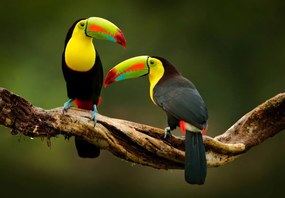 Fototapet - Tucano (147x102 cm)
