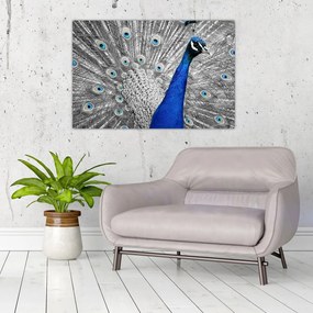Tablou - păun albastru (90x60 cm)