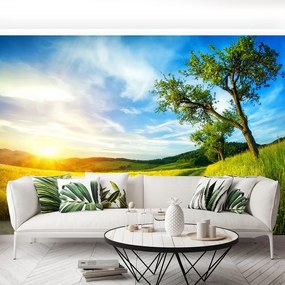 Fototapet Meadow copac