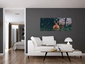 Tablou cu două girafe (120x50 cm)
