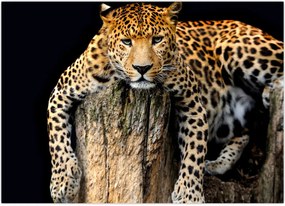 Tablou - Ghepard (70x50 cm)