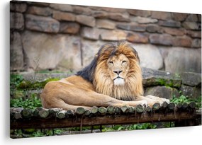 Tablou cu leu (90x60 cm)