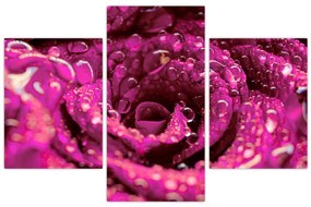 Tabloul cu floarea trandafirului roz (90x60 cm)