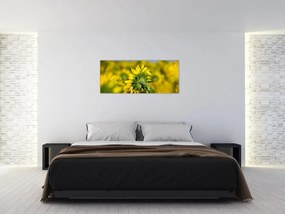 Tablou cu floarea soarelui (120x50 cm)