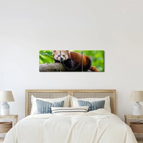 Tablou cu panda roșie (cu ceas) (90x30 cm)