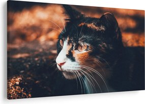 Tablou - Privirea pisicii (90x60 cm)