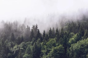 Tapet Misty Fir Forest, Rebel Walls