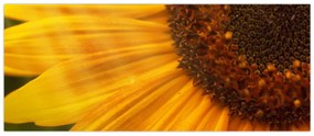 Tablou - Floarea-soarelui (120x50 cm)