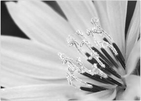 Tablou - Floare albă și neagră (70x50 cm)