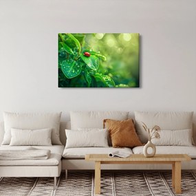 Tablou - Buburuza (90x60 cm)