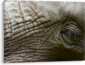 Tablou - Prim-planul ochiului de elefant vechi (70x50 cm)