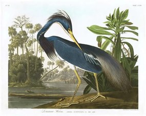 John James (after) Audubon - Artă imprimată Louisiana Heron, 1834, (40 x 30 cm)