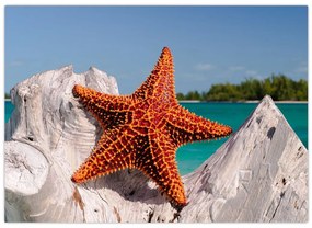 Tablou cu stea de mare (70x50 cm)
