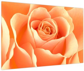 Tablou - Imaginea- Trandafiri, culoarea caisei (90x60 cm)