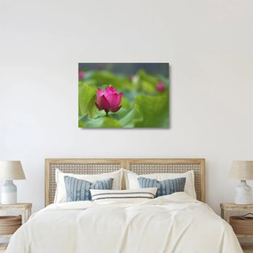 Tablou pe sticlă - floare de apă (70x50 cm)