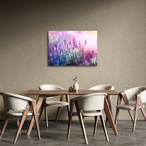 Tablou - Lavandă în strălucirea soarelui (70x50 cm)