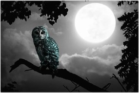 Tablou - Bufniță de noapte, albastru (90x60 cm)