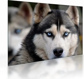 Tablou pe sticlă cu câinele husky (70x50 cm)