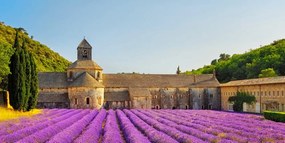 Tablou Provence cu câmpuri de lavandă