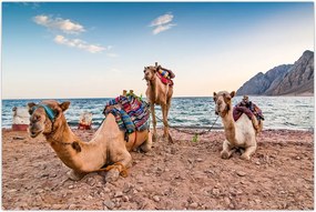 Tablou cu cămile (90x60 cm)
