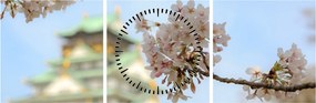 Tablou - Sakura (cu ceas) (90x30 cm)