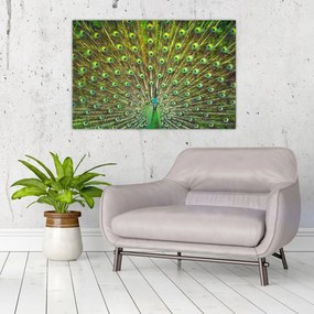 Tablou - Peacock (90x60 cm)