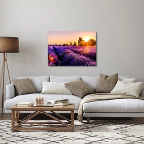 Tablou cu câmp de lavandă (70x50 cm)