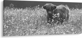 Tablou - Vacă scoțiană 5,alb-negru (120x50 cm)