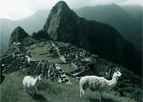 Tablou - Lamas la Machu Picchu în Peru (70x50 cm)
