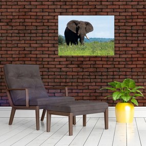 Tablou pe sticlă cu elefant (70x50 cm)