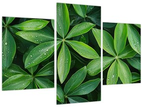 Tablou - Frunze cu picături de rouă (90x60 cm)