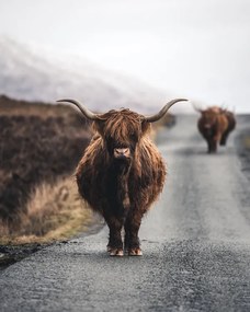 Fotografie Cow, Witold Ziomek