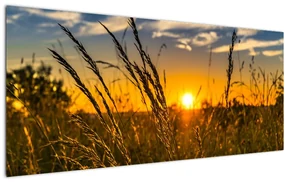Tablou cu câmp în apus de soare (120x50 cm)